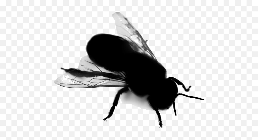 Transparent House Fly Clipart House Fly Png Image - Parasitism Emoji,Fly Clipart