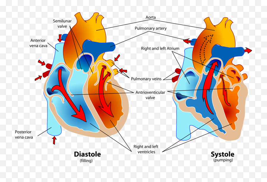 Human Healthy Pumping Heart En Svg Clipart Emoji,Healthy Heart Clipart