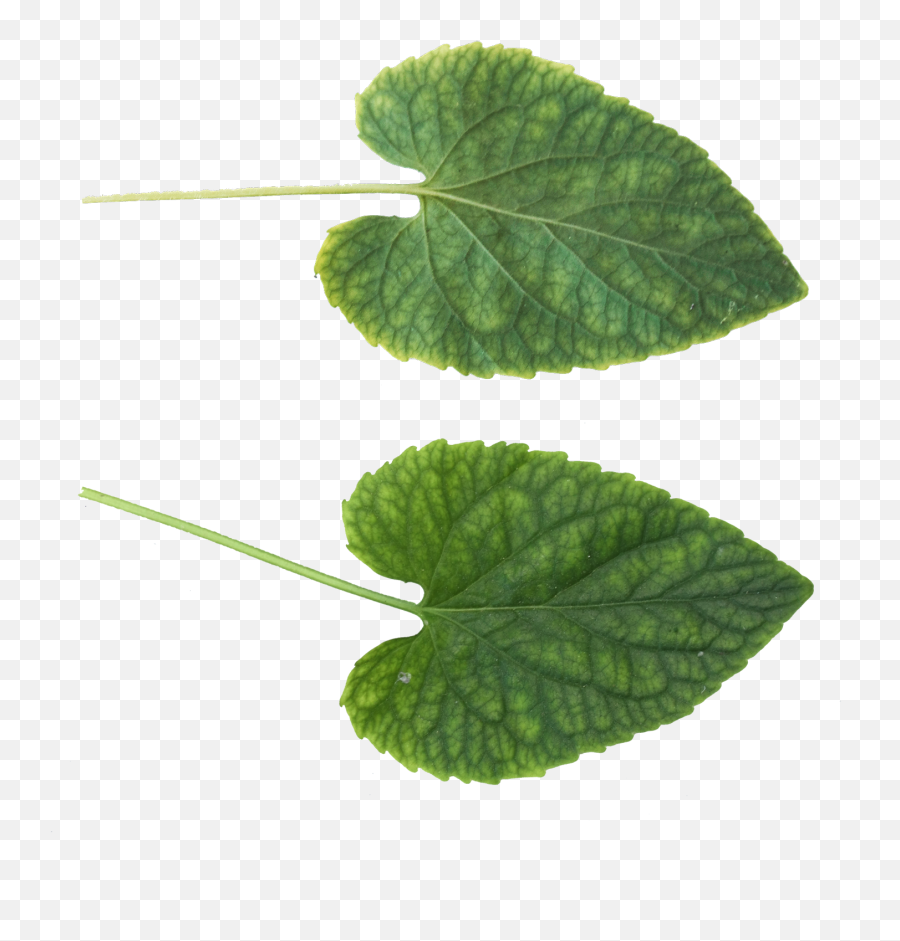 Download Green Leaves Png Image - Leaf Texture Png Full Transparent Leaves Png Emoji,Green Leaves Png