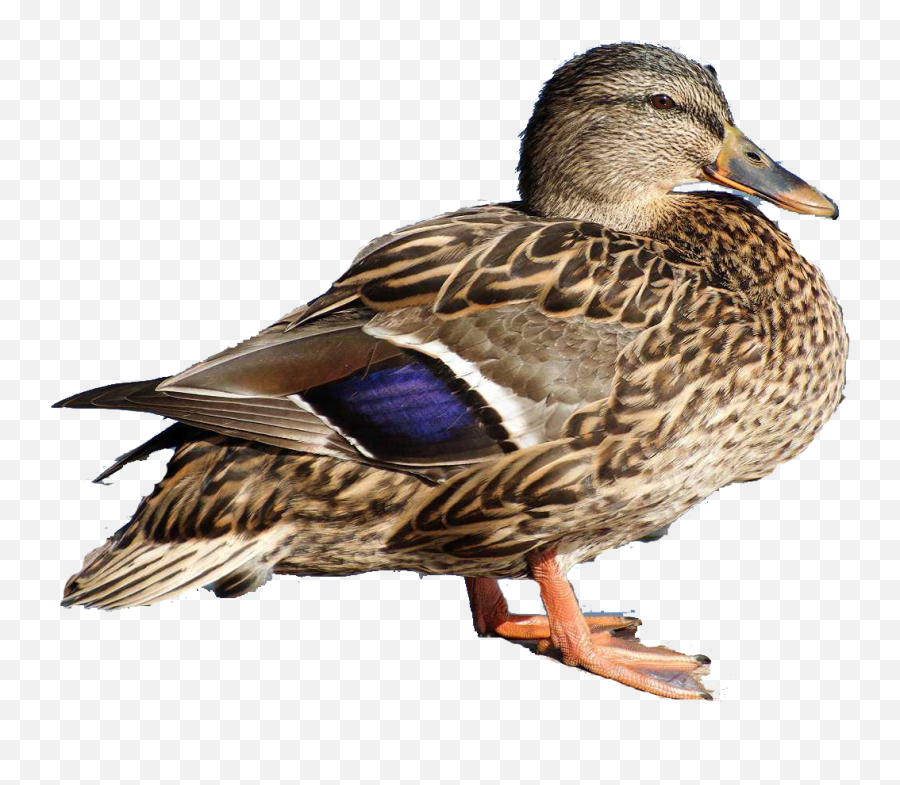 Duck Png - Domestic Duck Emoji,Duck Png