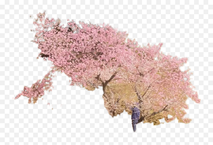 Pink Cherry Blossom Tree On Green Grass Field During Daytime Emoji,Cherry Blossom Tree Png