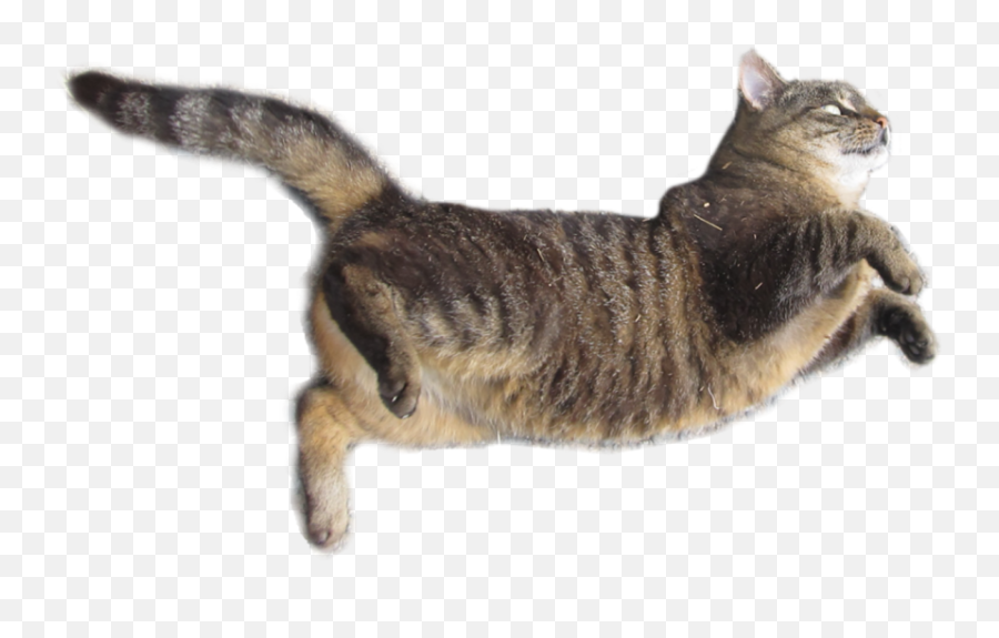 Brown Color Cat Transparent Png - Yourpngcom Emoji,Cat Transparent Png