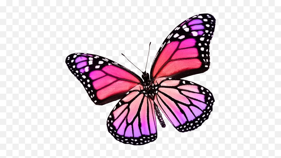 Butterfly Picsart Vsco Pink Purple Pinkbutterfly Emoji,Pink Butterfly Png