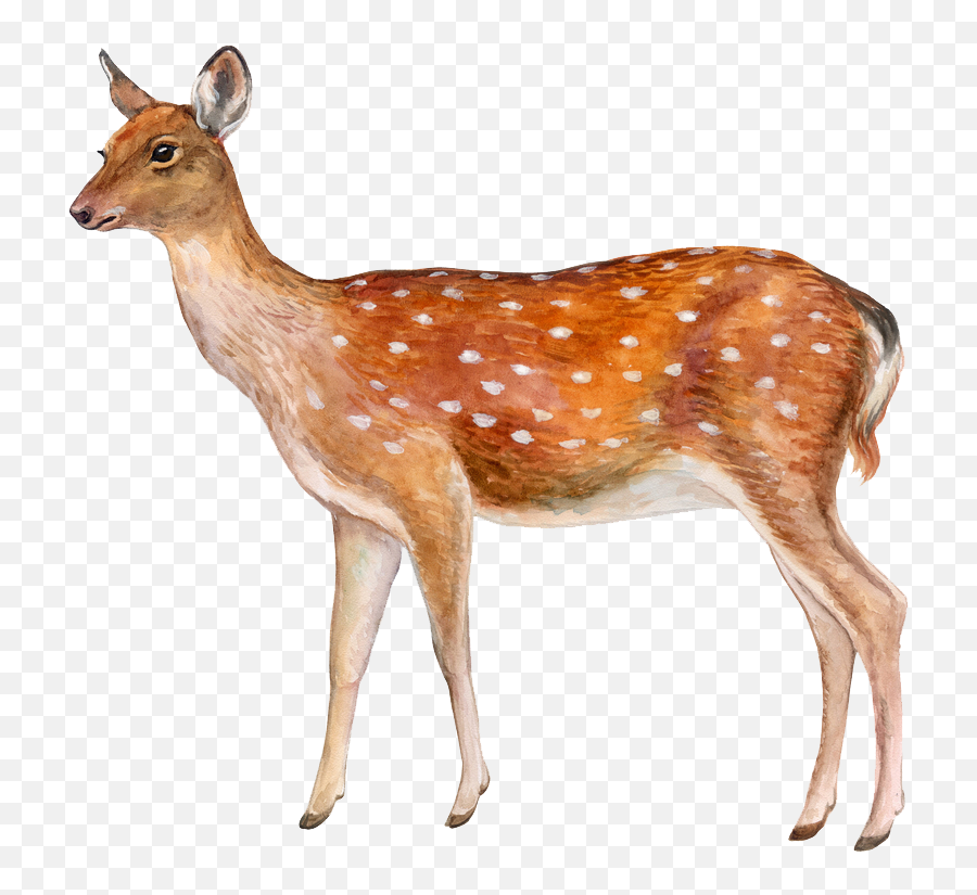 Download Deer Png Image - Deer White Background Emoji,Deer Png