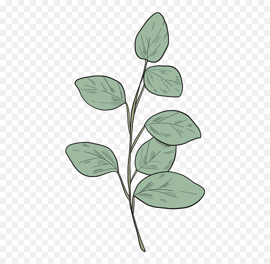 Eucalyptus Branch Clipart - Twig Emoji,Eucalyptus Clipart