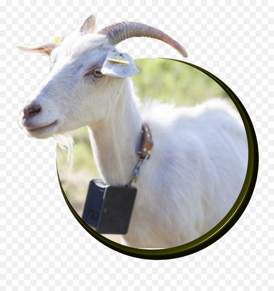 Goats - Goat Full Size Png Download Seekpng Png Goats Emoji,Goat Png