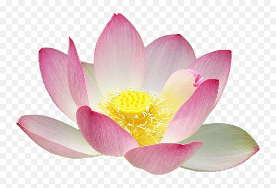 Lotus Flower Clip Art At Clker - Public Domain Lotus Flower Free Emoji,Lotus Flower Png