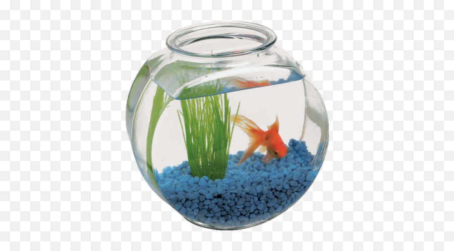 Bowl Fish Vase Glass Table - Fish Bowl Png Download 500 Many Gallons Is A Fish Bowl Emoji,Fish Bowl Clipart