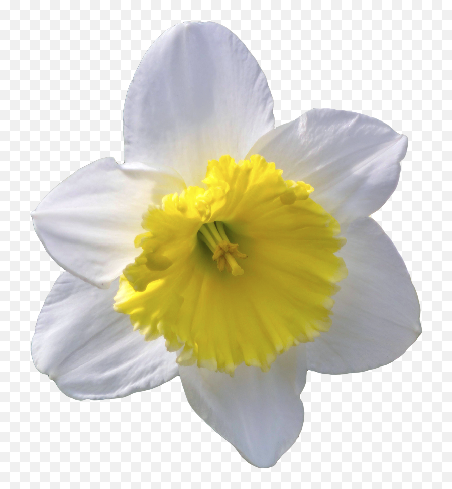 Daffodil Clipart Transparent Background - Daffodil Transparent Background Sticker Emoji,Daffodil Clipart