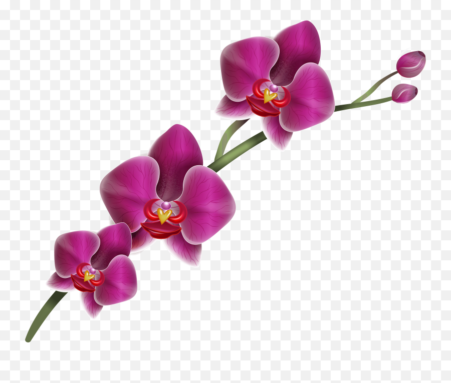 Free Purple Orchid Png Download Free Purple Orchid Png Png - Purple Orchid Flower Png Emoji,Purple Png
