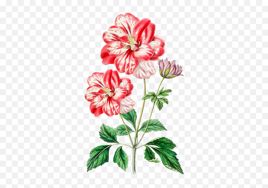 Images - Floral Design Emoji,Flower Drawing Png