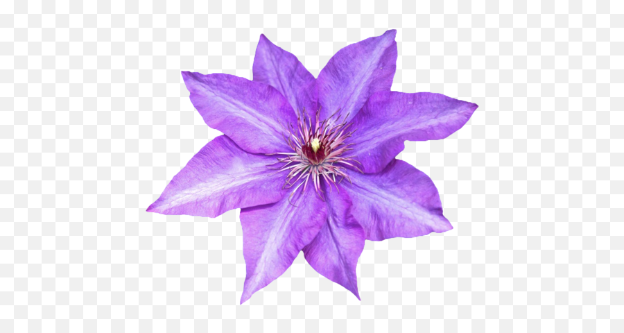 Purple Flowers - Purple Flower Transparent Background Png Flower Transparent Background Emoji,Flowers Transparent Background