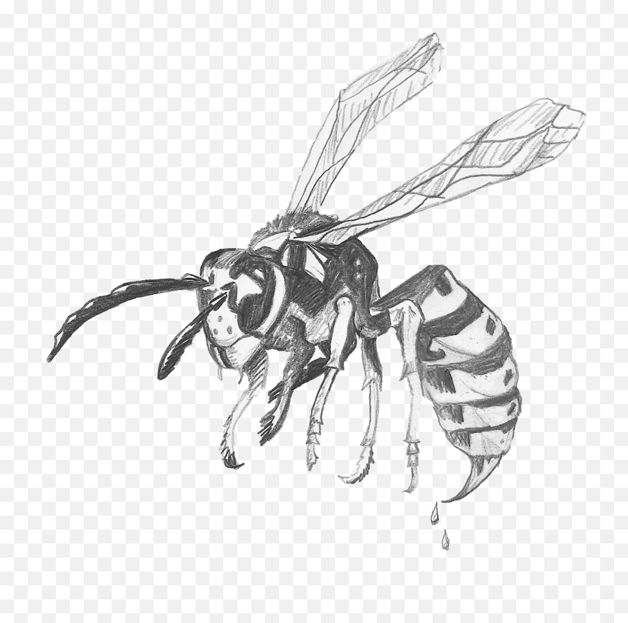 Learn Gather Grow U2014 The Yellowjacket Expert Llc - Wasps Black And White Drawing Emoji,Wasp Logo