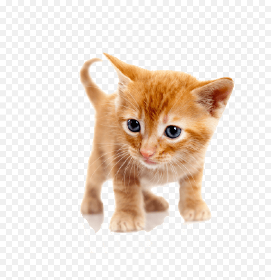 Pussy Cat Png Transparent Image Free Download Emoji,Cat Transparent Png
