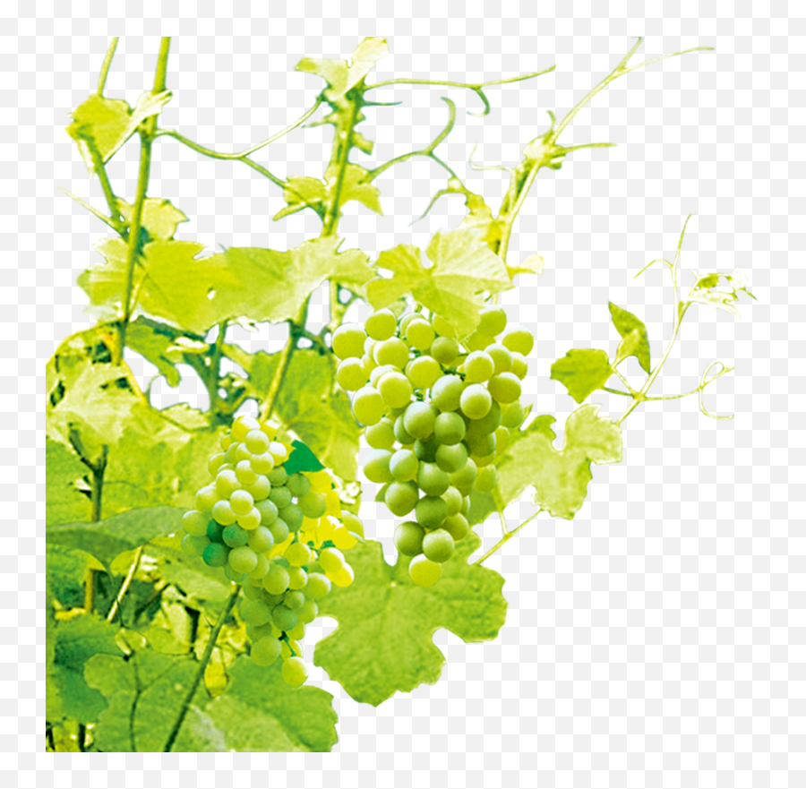 Green Grapes Clip Art Illustrations Green Grape Emoji,Grapes Transparent Background