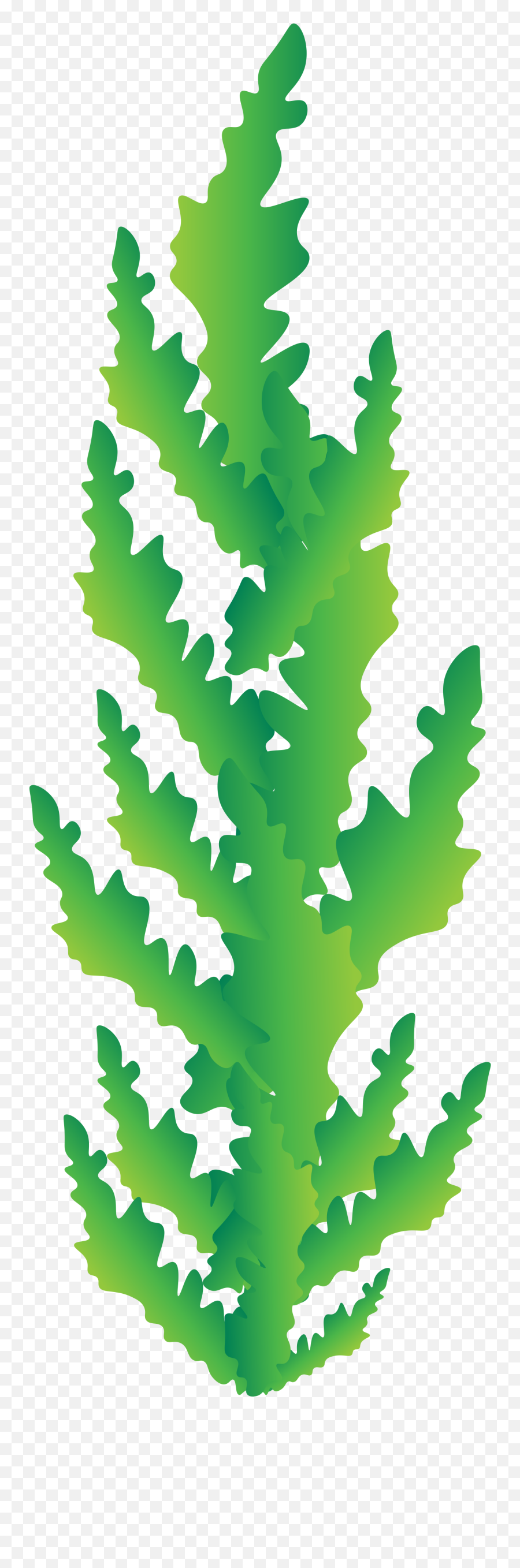 Seaweed Full Size Png Download Seekpng Emoji,Seaweed Transparent Background