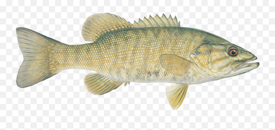 Fishing Clipart Smallmouth Bass Fishing Smallmouth Bass - Smallmouth Bass Tail Emoji,Bass Fish Clipart