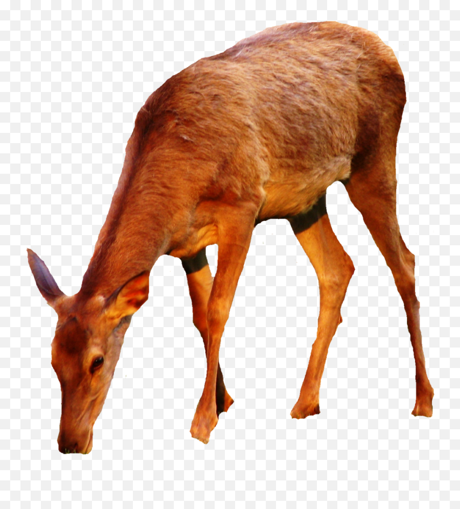 Deer Clipart Sika Deer Deer Sika Deer Transparent Free For - Doe Transparent Emoji,Deer Clipart