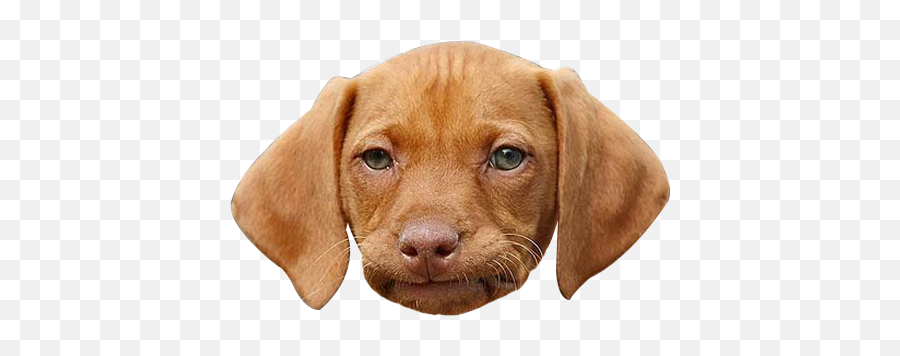 Dog Face Png Funny Face - Dog Face Png Emoji,Funny Face Png
