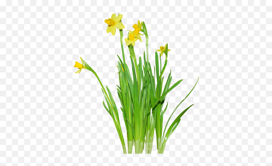 Daffodils Png Clipart Hq Png Image - Transparent Daffodils Spring Flowers Emoji,Daffodil Clipart