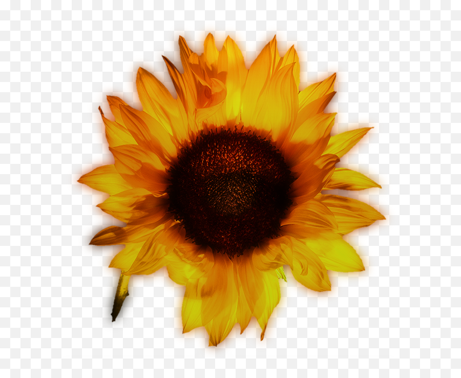 Common Sunflower Yellow - Beautiful Sunflowers Png Download Fresh Emoji,Sunflowers Png