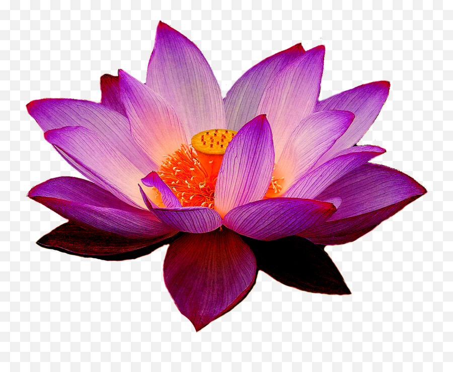 Lotus Flower Transparent Png All - Lotus Png Transparent Emoji,Flower Transparent