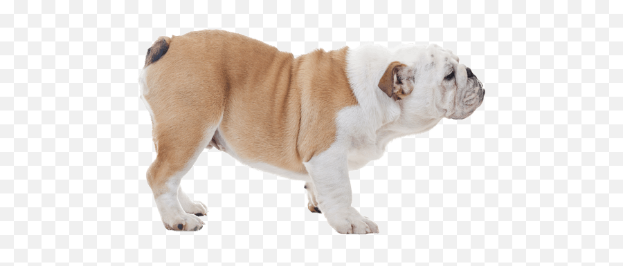 Appearance Of Bulldog - Australian Bulldog Full Size Png Bulldog Emoji,Bulldog Png