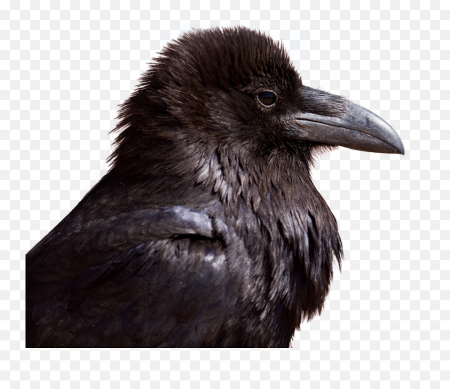 Common Crow Png Pnglib U2013 Free Png Library Emoji,Crow Transparent Background