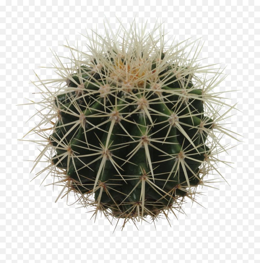Cactus Png Images Transparent - Cactaceas Png Emoji,Cactus Transparent Background