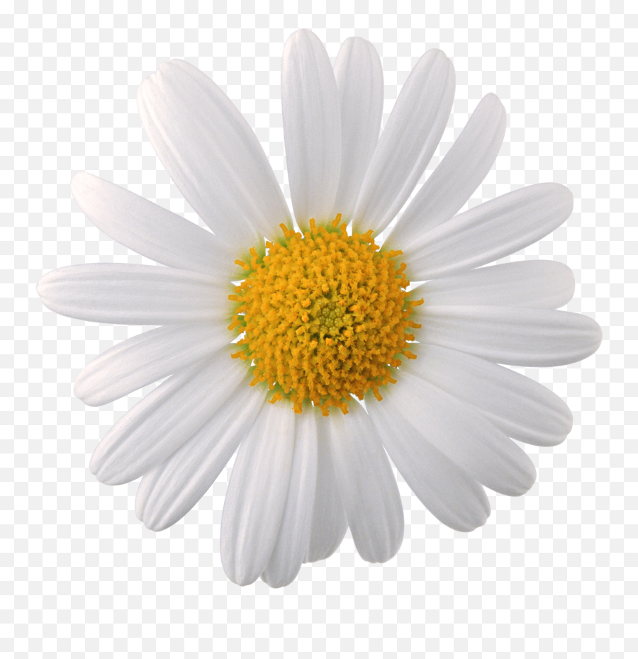 Download Flower Free Png Transparent - Png Photo Flower Download Emoji,White Flowers Png