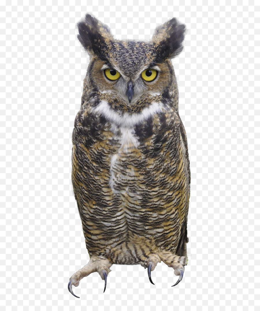 Horned Owl Clipart Silhouettes - Eurasian Eagle Owl Png Emoji,Owl Transparent Background