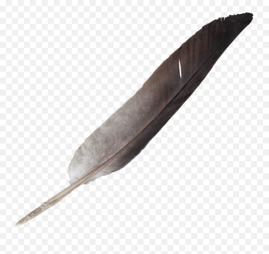 Feathers Beautiful Colorful Simple - Quill Transparent Png Emoji,Feather Transparent Background