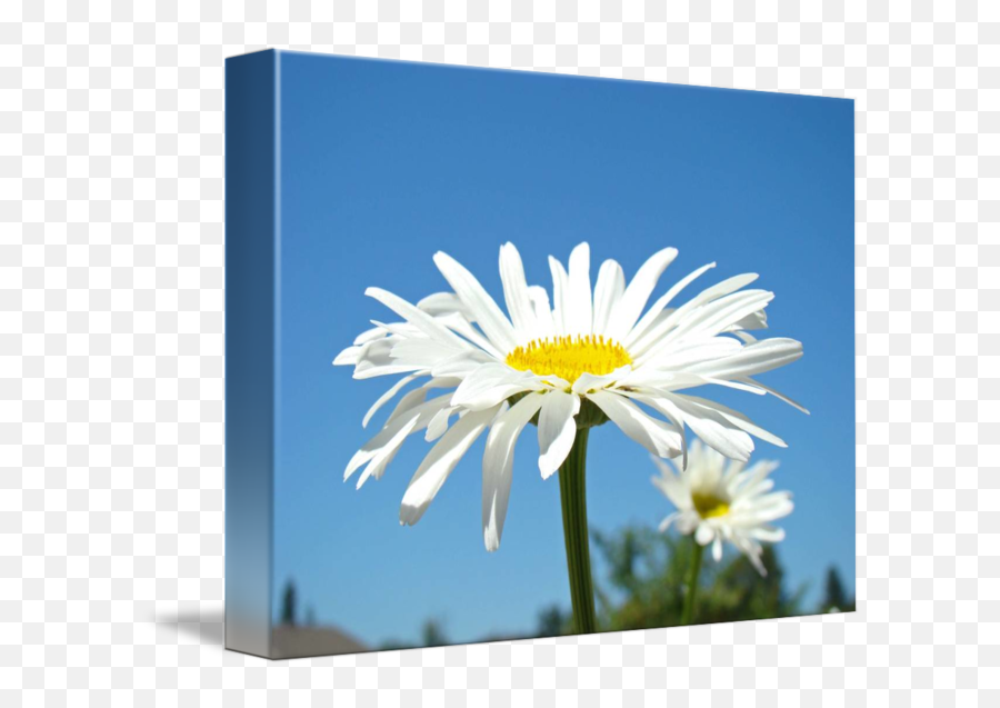 White Daisy Floral Art Prints Summer Daisies By Baslee Troutman Fine Art Prints Emoji,White Daisy Png