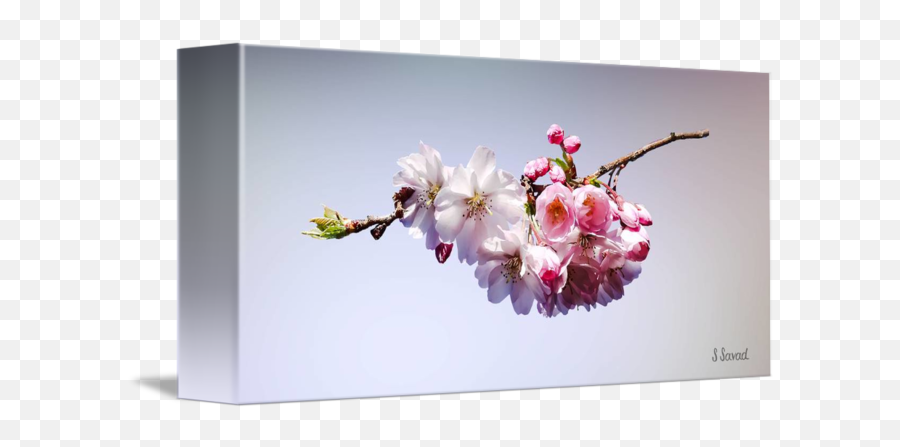 Cherry Blossoms On A Branch By Susan Savad Emoji,Cherry Blossom Branch Png