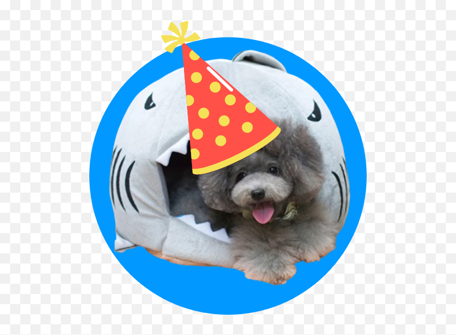 Surprise Your Dog With These 15 Perfect Birthday Gifts For Emoji,New Years Party Hat Png