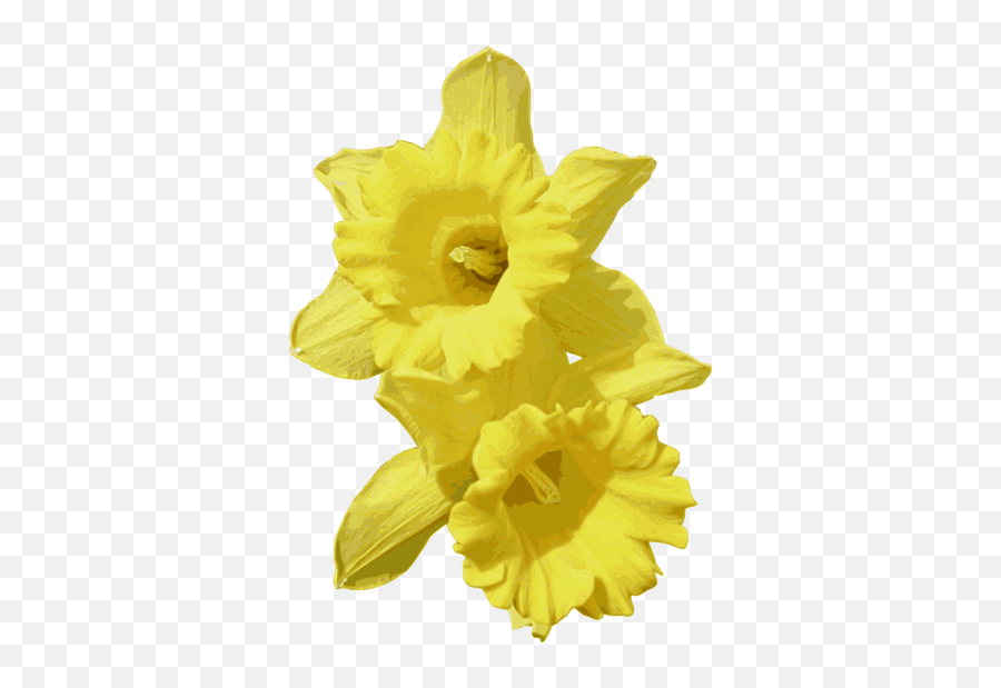Daffodils Clip Art At Clker - Daffodil Png Emoji,Daffodil Clipart
