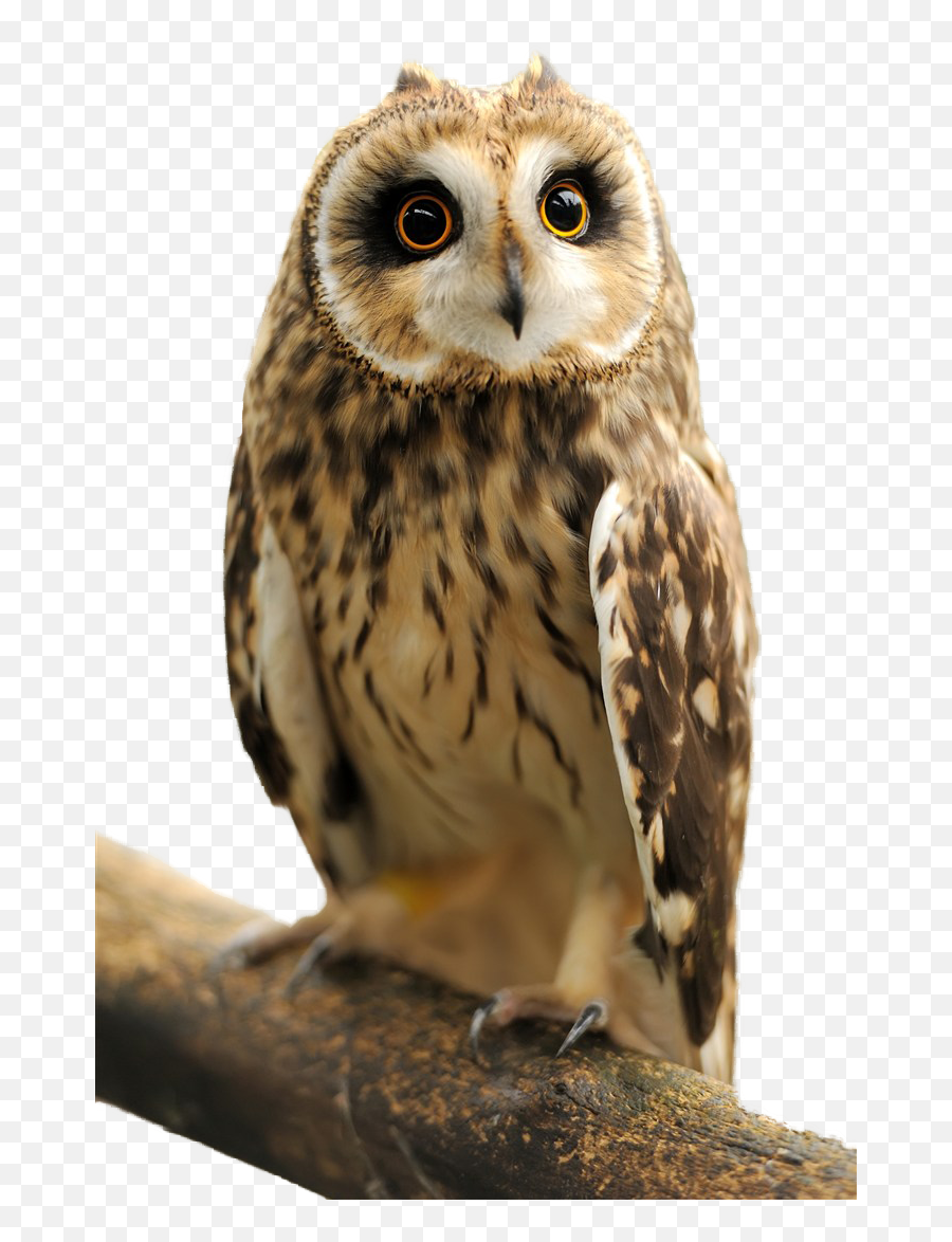Owl Transparent Images - Transparent Background Owl Transparent Emoji,Owl Transparent Background