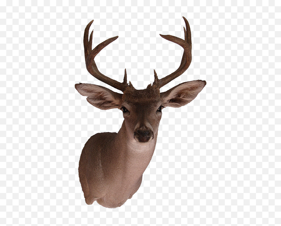 Elk White Emoji,Deer Head Png