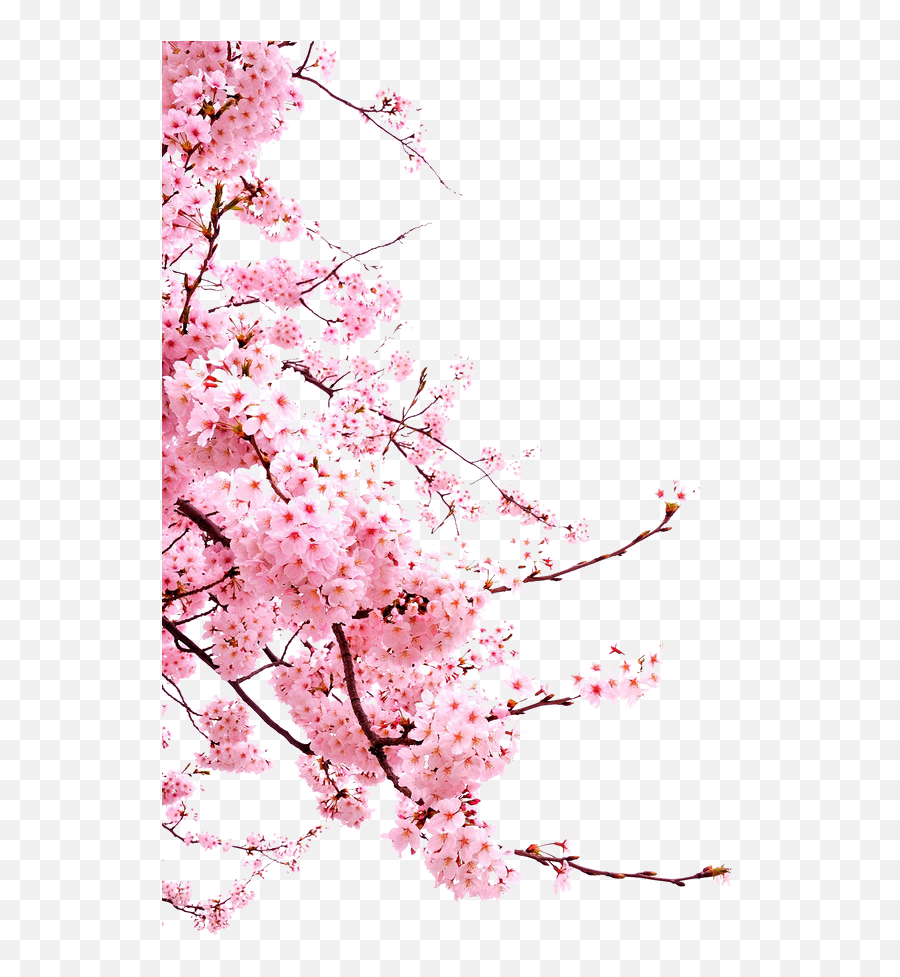 Download Bunga - Png Japanese Cherry Blossom Png Full Size Emoji,Cherry Blossom Branch Png