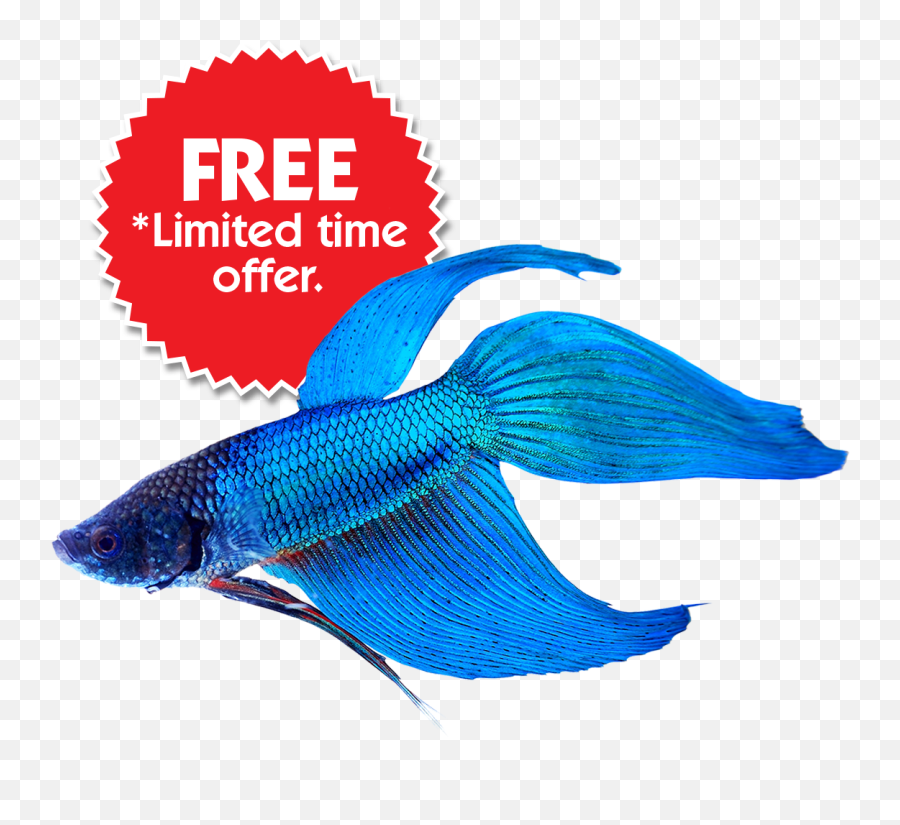 Buy Betta Fish Online U0026 Save On Fish Bowl Kits - Blue Betta Hot Sales Emoji,Fish Bowl Clipart