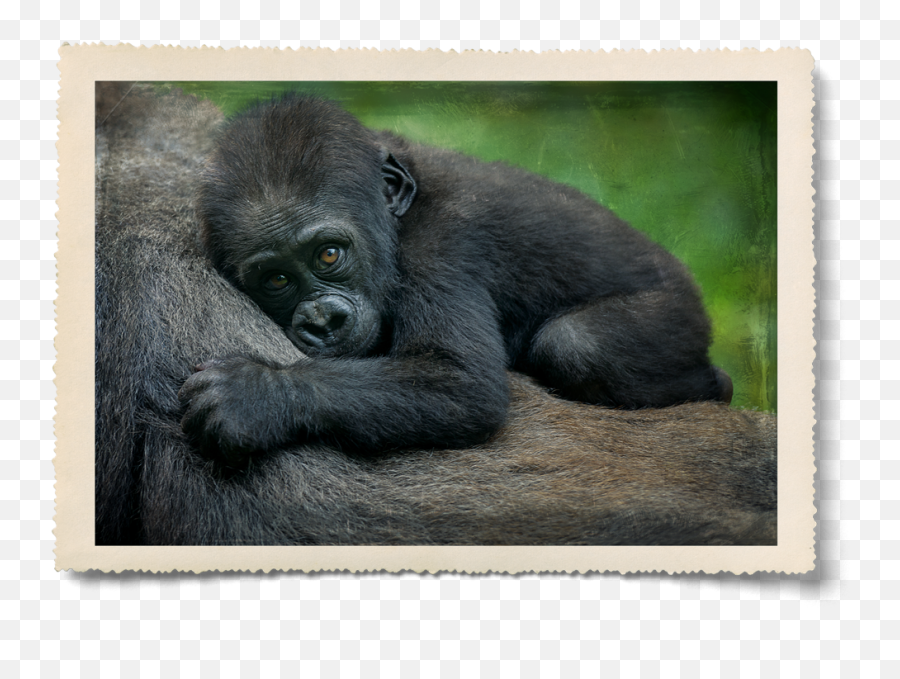 Ellen Fund Degeneres - Baby Mountain Gorilla Size Emoji,Gorilla Png
