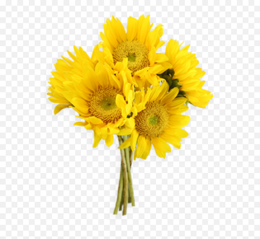 Download Free Png Sunflowers Png Png Images Transparent - Bouquet Yellow Flowers Png Emoji,Sunflowers Png