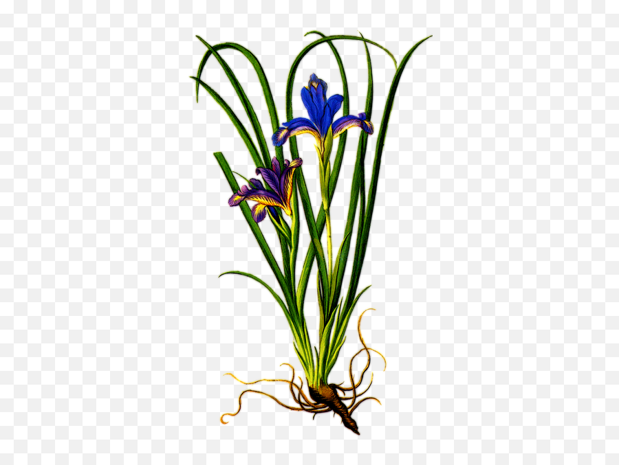 Download Iris Flower Png Clipart - Iris Flower With Roots Iris Flower With Roots Emoji,Roots Clipart
