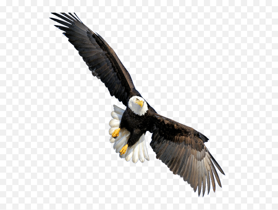 Bald Eagle - Bald Eagle Transparent Emoji,Bald Eagle Png