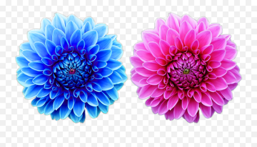 Pink Flower Png - Beautiful Free Flower Png File Nature Cool Beautiful Hd Flowers Png Emoji,Flowers Png