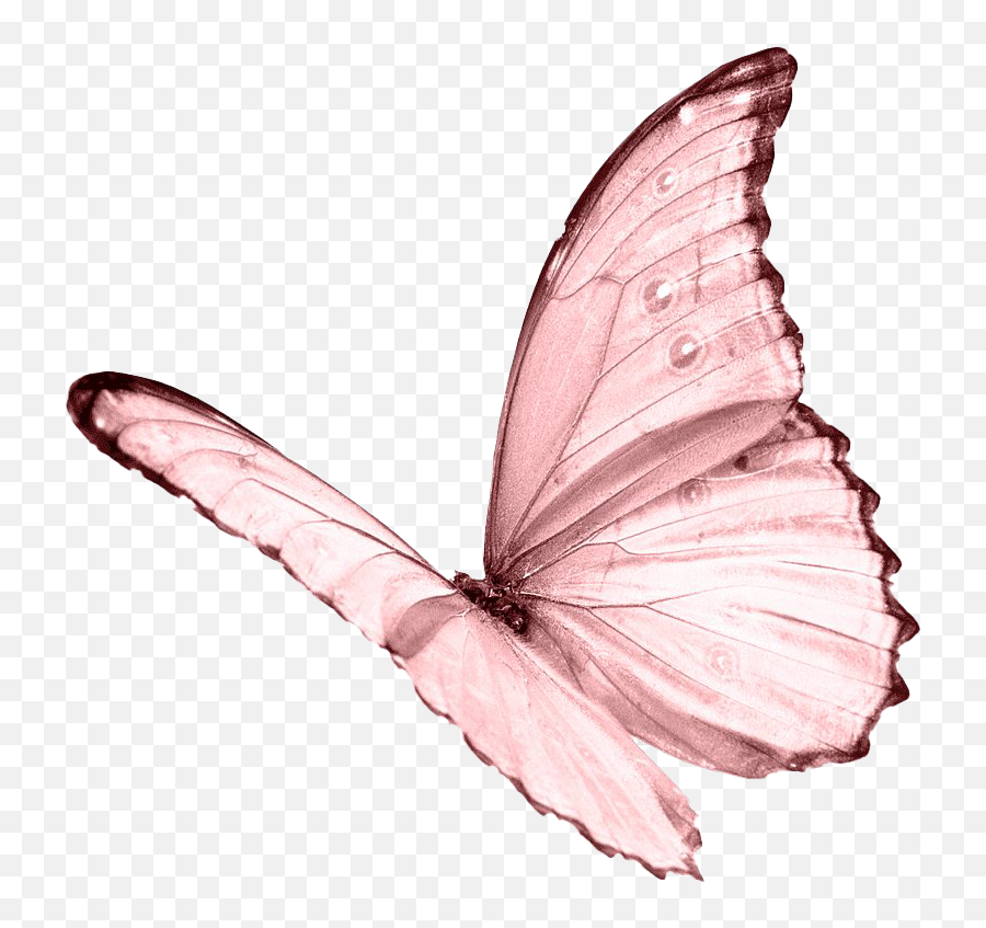 Pink Butterfly Png - Pink Butterfly Aesthetic Png Emoji,Butterflies Png