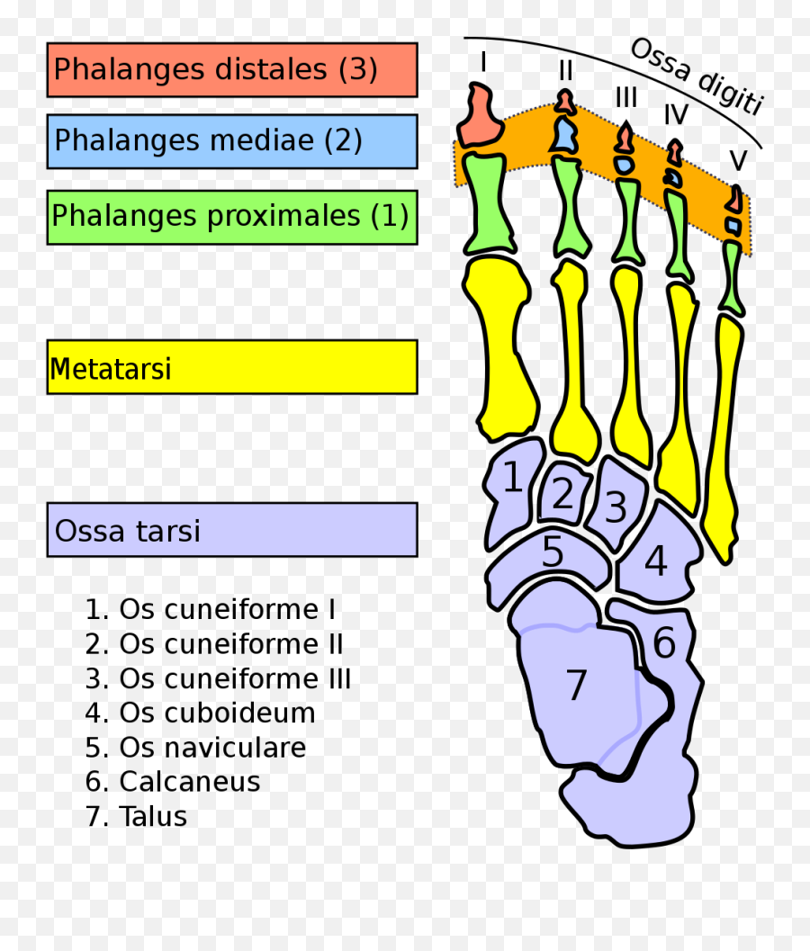 Interphalangeal Joints Of The Foot - Wikipedia Emoji,Joint Transparent Background
