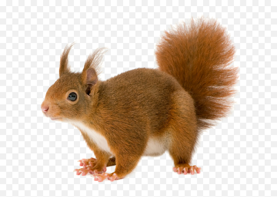 Squirrel Png - Squirrel Png Emoji,Squirrel Png