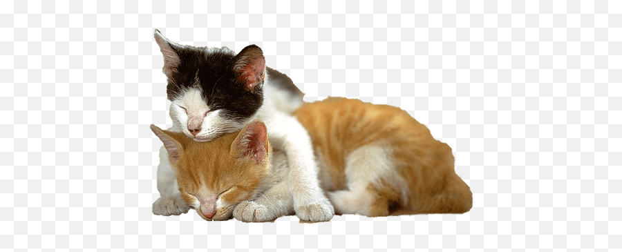 Free Kitten Png File - Kitten Png Emoji,Kitten Png