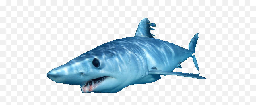 Document - Fast Does A Mako Shark Swim Emoji,Shark Transparent Background